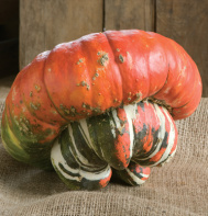 Turk's Turban Gourd