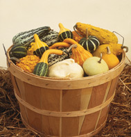 Ornamental Gourds