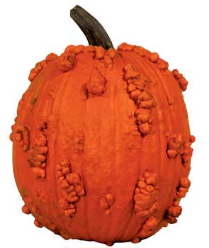 Kunckle Head Pumpkin