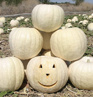 Full Moon Pumpkin