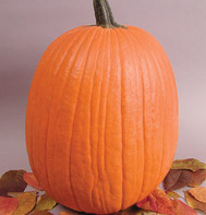 Howden Biggie Pumpkin