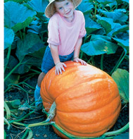 Prizewinner Pumpkin