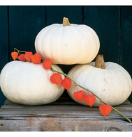 Valenciano Pumpkin