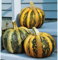 American Tondo Pumpkin