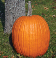 Champion Pumpkin