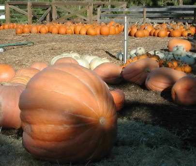Larger and very large Pumpkins